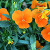 50 ORANGE SUN PANSY Swiss Giant Viola Wittrockiana Flower Seeds
