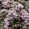 10 BEAUTY BUSH SHRUB Beautybush Kolkwitzia Amabilis Pink & White Flower Red Berry Seeds