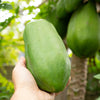 30 PAPAYA MELON Fruit TREE Carica Papaya Seeds