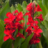 5 RED CANNA LILY Indian Shot Canna Indica Flower Seeds
