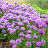 500 CHIVE Allium Schoenoprasum Vegetable Seeds
