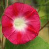 50 SCARLET O'Hara MORNING GLORY Red Ipomoea Nil Flower Vine Seeds