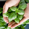 2000 SWEET GENOVESE BASIL Ocimum Basilicum Herb Flower Seeds