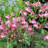 50 ROSE STAR COLUMBINE Aquilegia Caerulea Bicolor Rose Pink & White Flower Seeds