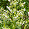 50 WHITE BORAGE Borago Officinalis Bianca Herb Flower Seeds