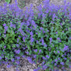 50 PERSIAN CATMINT Mussins Nepeta Racemosa Flower Seeds