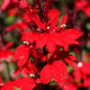 300 CARDINAL FLOWER LOBELIA Cardinalis Flower Seeds