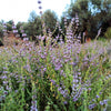 200 PENNYROYAL Mint Mentha Pulegium Herb Purple Flower Seeds