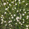 150 White PUSSYTOES Cats Paws Antennaria Flower Seeds