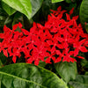 10 GAY BUTTERFLIES MILKWEED Red Yellow Orange Mix Asclepias Tuberosa Butterfly Weed Flower Seeds