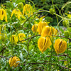 10 Yellow CLEMATIS RADAR LOVE Vine Climber Clematis Tangutica Flower Seeds