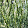 200 WHITE MIGNONETTE Reseda Alba Very FRAGRANT Flower Seeds