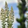 200 WHITE MIGNONETTE Reseda Alba Very FRAGRANT Flower Seeds