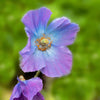 10 MIXED HIMALAYAN POPPY Blue Red Violet Meconopsis Napaulensis Mix Flower Seeds