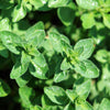 500 OREGANO Origanum Vulgare Herb Purple Butterfly Flower Seeds
