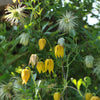 10 Yellow CLEMATIS RADAR LOVE Vine Climber Clematis Tangutica Flower Seeds