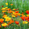 Mixed California Poppy Seeds (Eschscholzia californica)