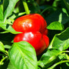 100 PIMENTO PEPPER (Red Sweet Pimientio / Italianelle / Cheese, Roasting, Frying Pepper) Capsicum Annuum Seeds
