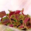 Organic Red Aztec Spinach Seeds – Huauzontle Chenopodium Berlandieri Greens Vegetable – photo 7