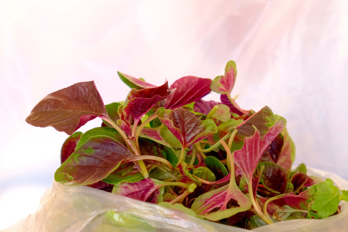 Organic Red Aztec Spinach Seeds – Huauzontle Chenopodium Berlandieri Greens Vegetable – photo 7