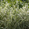 1000 Variegated RIBBON GRASS Reed Canary Phalaris Arundinacea Pink Flower Seeds
