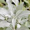75 Sacred California WHITE SAGE Salvia Apiana Shrub Silver Folliage Native Smudge Seeds
