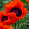 500 ORIENTAL RED Mix POPPY Papaver Orientale Flower Seeds