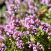1000 LEMON THYME Thymus Pulegioides Herb Purple Flower Fragrant Evergreen Seeds