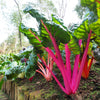 150 RAINBOW MIX SWISS CHARD Mixed Colors Beta Vulgaris Vegetable Seeds