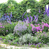 Rocket Larkspur Delphinium Seeds – Consolida Giant Imperial Mixed Colors Flower – photo 13