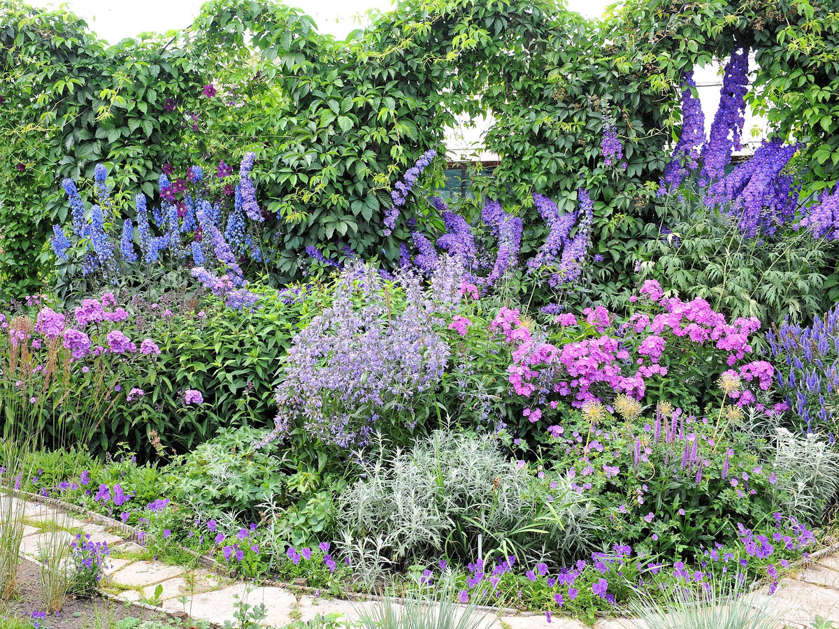 Rocket Larkspur Delphinium Seeds – Consolida Giant Imperial Mixed Colors Flower – photo 13