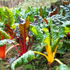 150 Mixed Colors NORTHERN LIGHTS  SWISS CHARD (Perpetual Spinach) Beta Vulgaris Cicla Vegetable Seeds