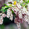 20 BEARBERRY Arctostaphylos Uva-Ursi Kinnikinnick Pinemat Manzanita Flower Seeds