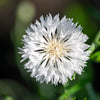 750 White BACHELOR'S BUTTON / CORNFLOWER Centaurea Cyanus Flower Seeds