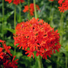 70 RED LYCHNIS Chalcedonica Campion Maltese Cross Flower Seeds