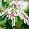 20 BEARBERRY Arctostaphylos Uva-Ursi Kinnikinnick Pinemat Manzanita Flower Seeds