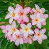 10 MIXED COLORS PLUMERIA Seeds - Lei Flower Frangipani Mix Fragrant Shrub Small Tree Pink Red Yellow White Peach Two Tone