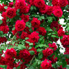 5 RED CLIMBING ROSE Rosa Bush Vine Climber Fragrant Butterfly Flower Seeds
