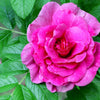 50 Pink BEACH ROSE aka Seaside or Sand Rose, Beach Tomato Rosa Rugosa Huge Red Hips Flower Seeds