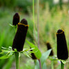 30 WESTERN CONEFLOWER Rudbeckia Occidentalis Green Wizard aka Rayless Naked Chocolate Black Flower Herb Seeds