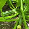 50 COCOZELLE di Napoli SQUASH Italian Zucchini Cucurbita Pepo Vegetable Seeds