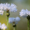 750 White BACHELOR'S BUTTON / CORNFLOWER Centaurea Cyanus Flower Seeds