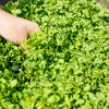 1000 Fine Curled PEPPERGRASS / PEPPERCRESS / WATERCRESS Lepidium Sativum Greens Sprouts Vegetable Sprouting Seeds