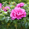50 Pink BEACH ROSE aka Seaside or Sand Rose, Beach Tomato Rosa Rugosa Huge Red Hips Flower Seeds