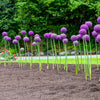 25 GIANT ALLIUM Allium Giganteum Purple Globe Flower Seeds