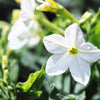 100 Organic WHITE NICOTIANA Flowering TOBACCO Nicotiana Alata Seeds