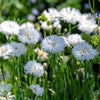 750 White BACHELOR'S BUTTON / CORNFLOWER Centaurea Cyanus Flower Seeds
