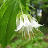 10 HOOKERS FAIRYBELLS Drops of Gold Prosartes Disporum Hookeri Native Flower Seeds