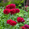 Red Oase Peony Poppy Seeds – Papaver Peoniflorum Double Flower – photo 4