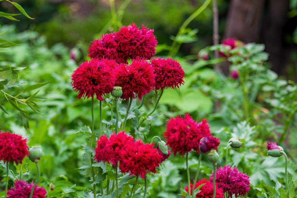 Organic Peony Poppy Mix Seeds – Papaver Paeoniflorum Mixed Colors Red, White, Pink, Black, Purple, Salmon – photo 2